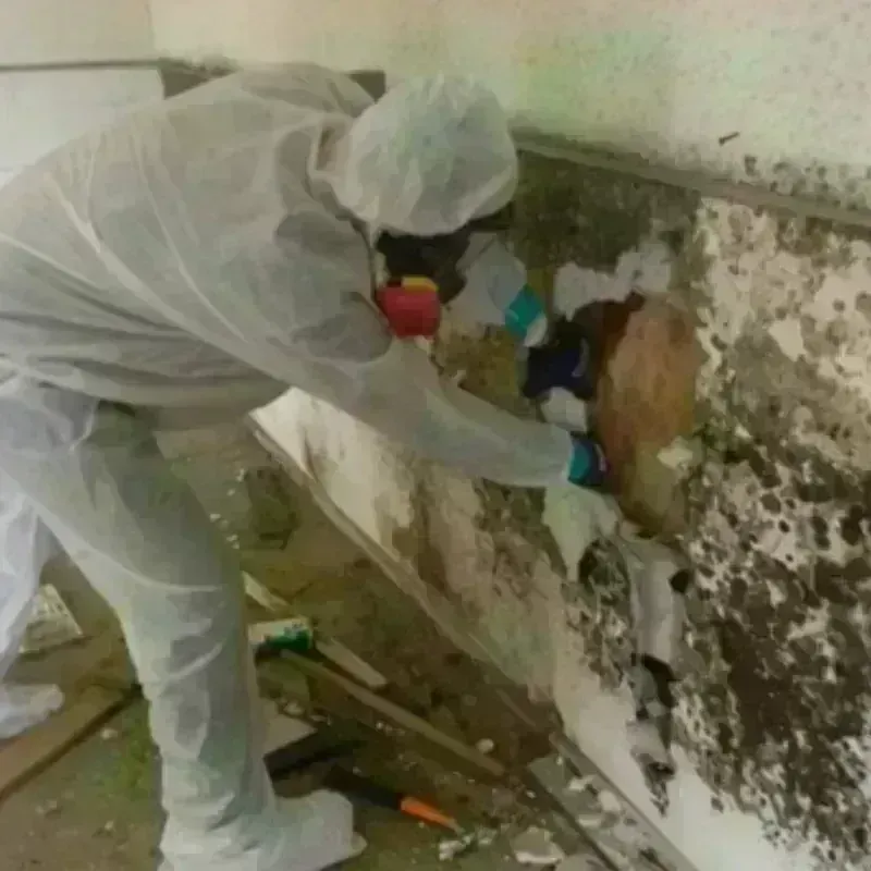 Mold Remediation and Removal in Benkelman, NE